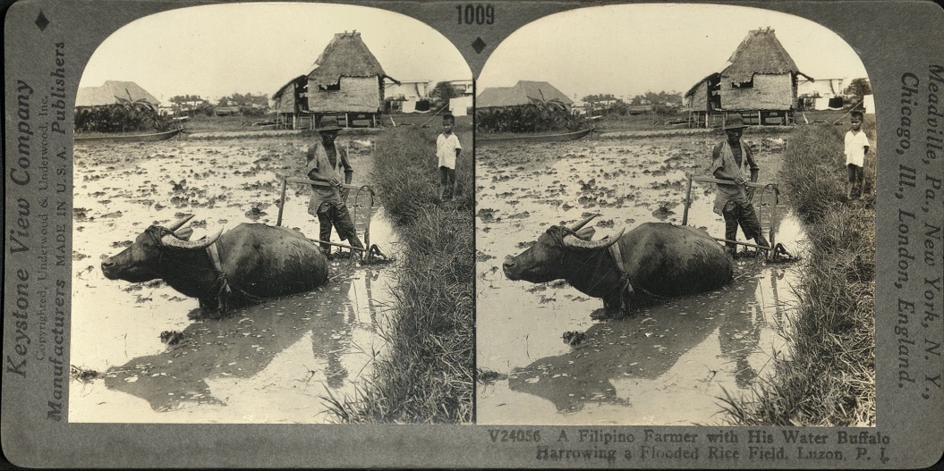 A Filipino Farmer with His Water Buffalo Harrowing a Flooded Rice Field, Luzon, P. I.