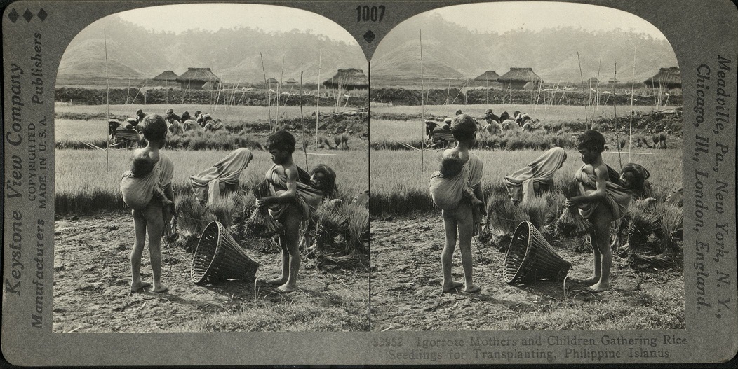 Igorrote [Igorot] Mothers and Children Gathering Rice Seedlings for Transplanting, Philippine Islands.