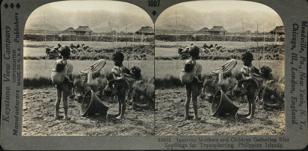 Igorrote [Igorot] Mothers and Children Gathering Rice Seedlings for Transplanting, Philippine Islands.