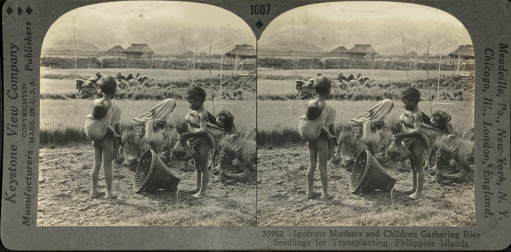 Igorrote [Igorot] Mothers and Children Gathering Rice Seedlings for Transplanting, Philippine Islands.