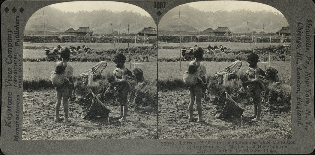 Igorrote [Igorot] Babies in the Philippines Take a Position of Importance – a Mother and her Children Help to Gather the Rice Seedlings.