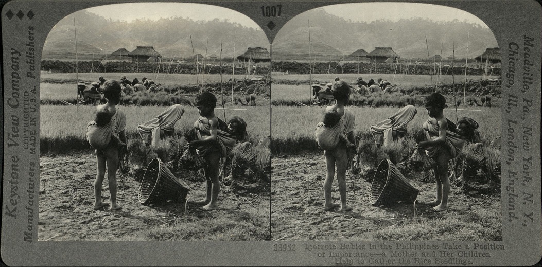 Igorrote [Igorot] Babies in the Philippines Take a Position of Importance – a Mother and her Children Help to Gather the Rice Seedlings.
