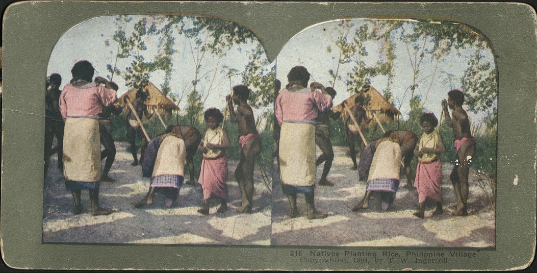 Natives Planting Rice, Philippine Village.