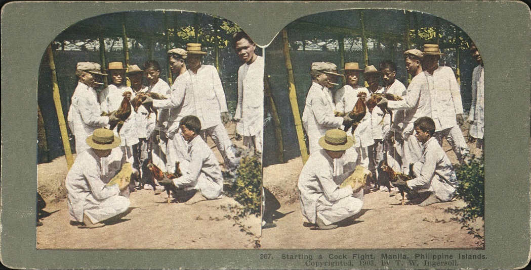 Starting a Cock Fight, Manila, Philippine Islands.
