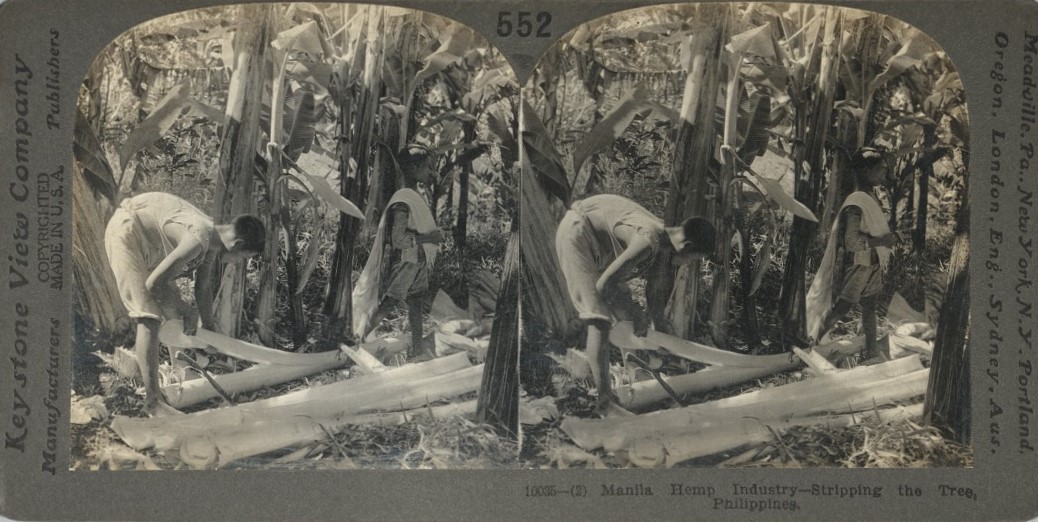 Manila Hemp Industry – Stripping the Tree, Philippines.