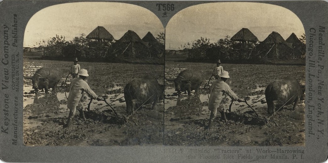 Filipino “Tractors” at Work – Harrowing the Flooded Rice Fields near Manila, P. I.