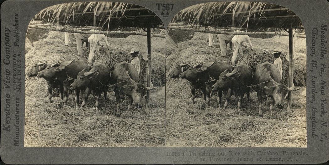 Threshing out Rice with Carabao, Pangasinan Province, Island of Luzon, P. I.